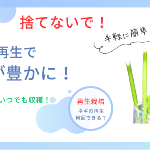 ネギの再生栽培は初心者でも超簡単